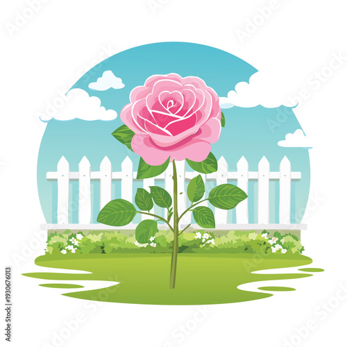 Pink rose in a garden with picket fence and clouds