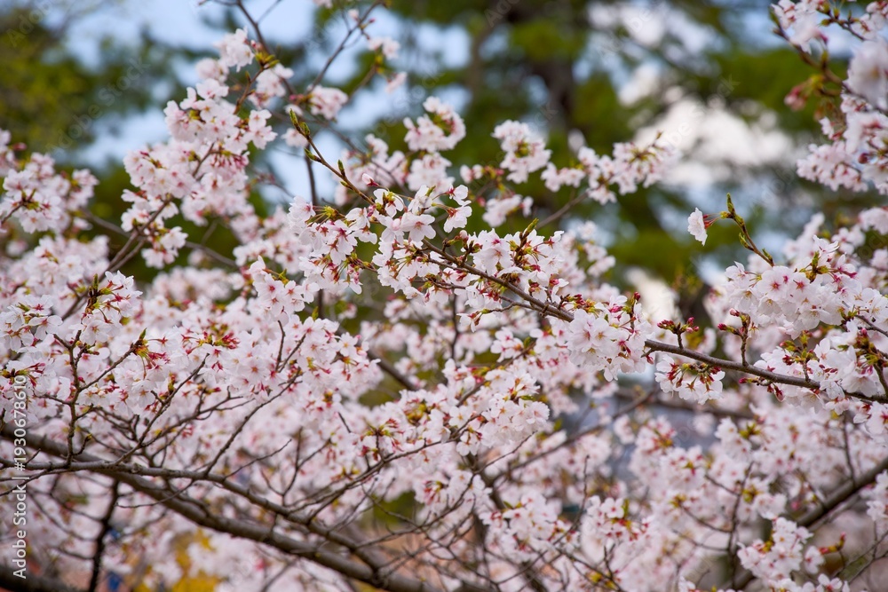 Fototapeta premium 夙川の桜