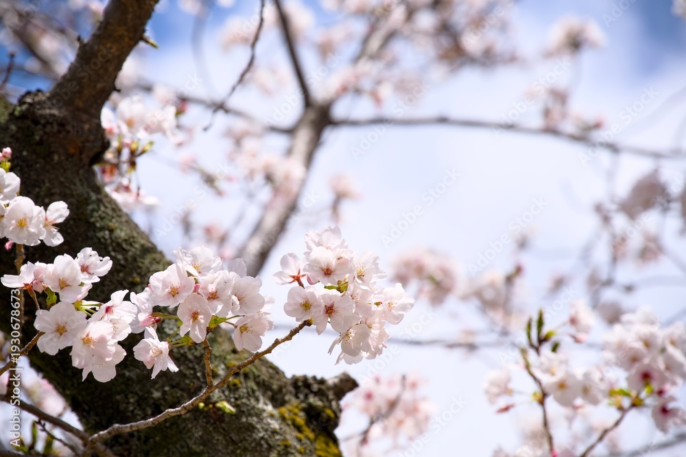 Obraz premium 夙川の桜