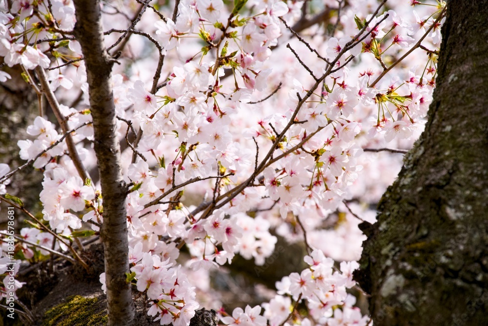 Fototapeta premium 夙川の桜
