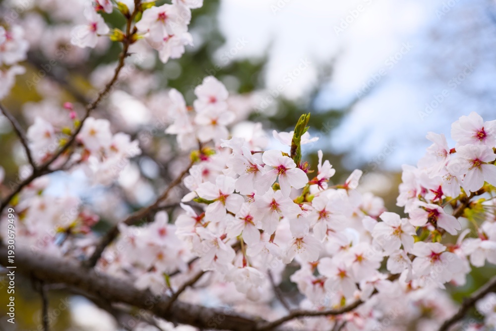 Obraz premium 夙川の桜