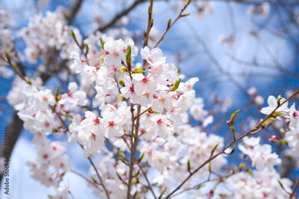 Obraz premium 夙川の桜