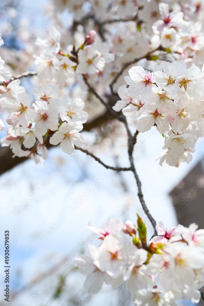 Fototapeta premium 夙川の桜