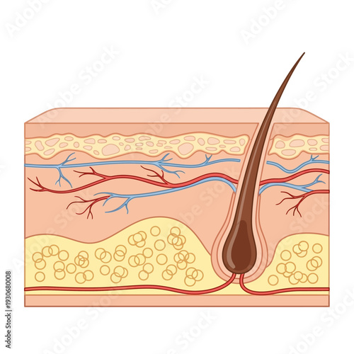 Detailed Cross-Sectional View of Human Skin and Hair Follicle.