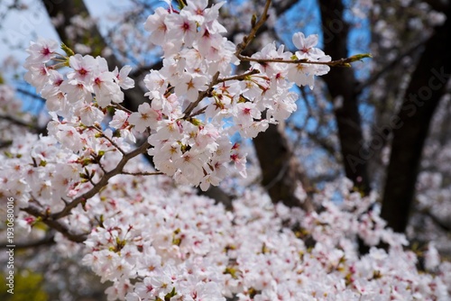 夙川の桜