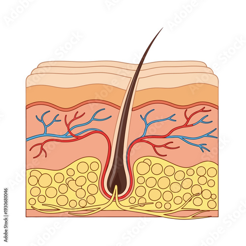 Detailed Cross-Sectional View of Human Skin and Hair Follicle.