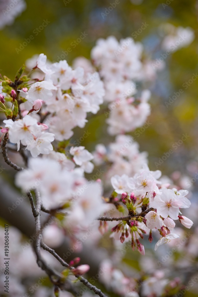 Obraz premium 夙川の桜