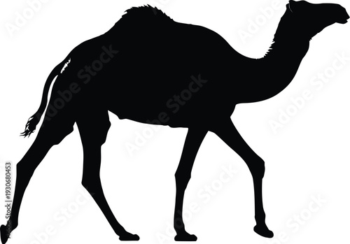 Dromedary camel walks across the bright desert sands, captured as a bold, isolated black silhouette shape.