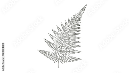 Intricate black and white line drawing of a fern leaf showing fine details of the fronds on a plain background.
