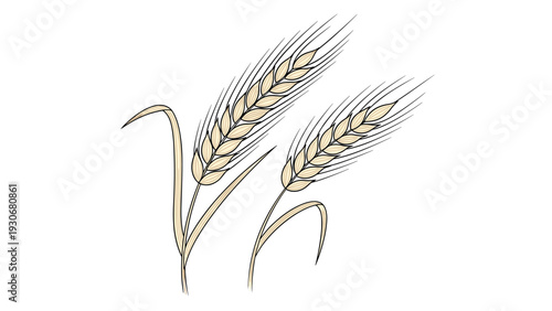 Illustration of two stalks of wheat or barley with ripe grains and long leaves on a plain white background for farming themes.