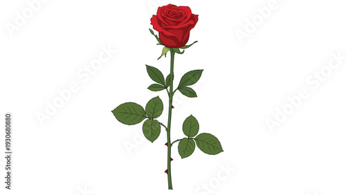 Detailed illustration of a single red rose flower on a long green stem with leaves and small thorns on a white background.