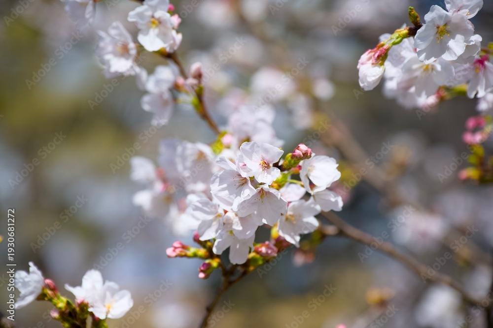 Obraz premium 夙川の桜