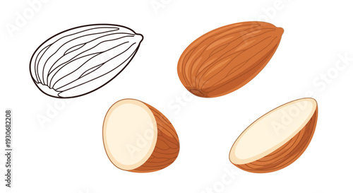 Almonds illustrated in various stages including a line art silhouette