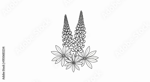 Two detailed black and white illustrations of lupine flowers with leaves