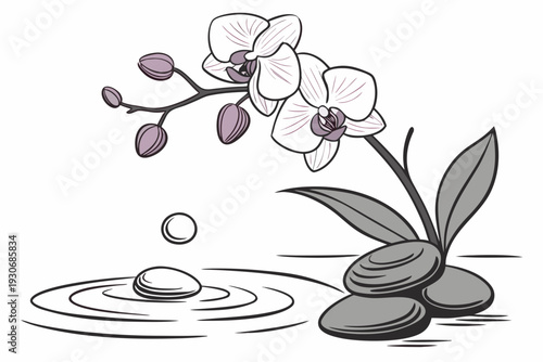 A serene vector illustration of an orchid flower with stones and water ripples on a white background