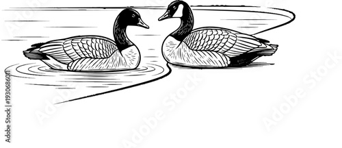 Two Canadian geese swim together in dark water, rendered in a simple line drawing