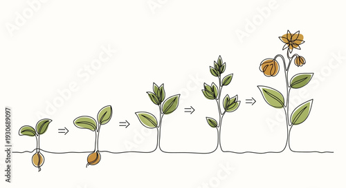 Plant growth stages from seed to flower