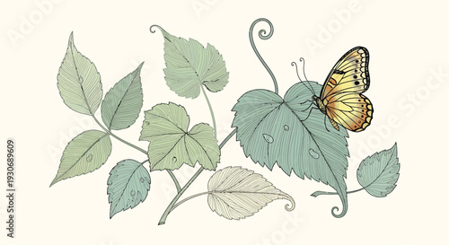 Yellow Butterfly on Green Leaves Vine with Curled Stems Isolated on Beige