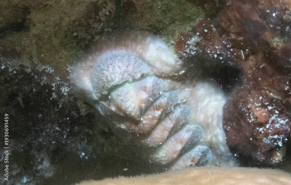 Fototapeta premium Ornate Chiton