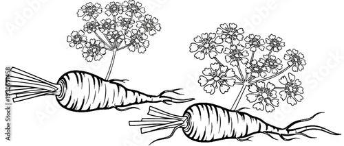 Two outlined root vegetables with leafy tops, detailed drawing