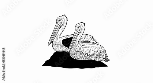 Two pelicans perched on a dark rock, drawn in black ink
