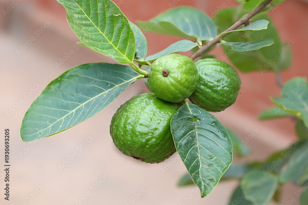 Fototapeta premium Guavas growing on a tree branch