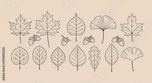 Various Leaves and Acorns on Beige Background