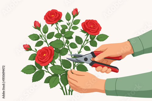 Gardener pruning red rose bush using secateurs, cultivating blooming plants
