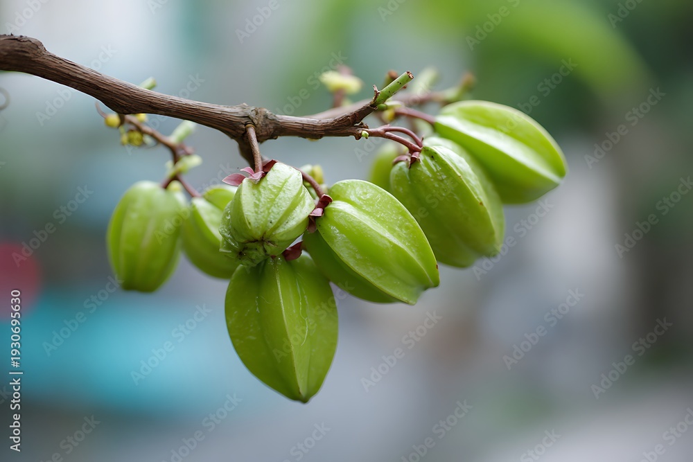 Fototapeta premium Clustering starfruit carambola growing on tree branch