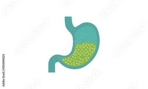 Human Stomach Anatomy Illustration with Digestive Fluid