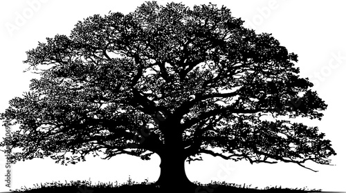 A silhouette illustration of a large oak tree with an expansive crown against a white backdrop