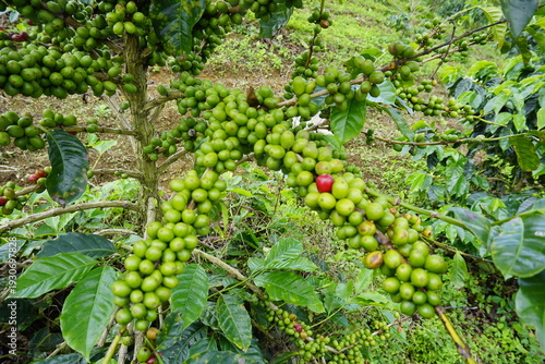 Photos A coffee plant laden with bright green, unripe coffee cherries