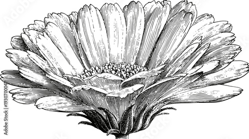 Intricate black and white illustration of a large flower with overlapping petals, detailed