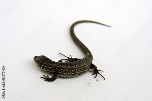 Wallpaper Mural A male wild sand lizard isolated on white, isometric view Torontodigital.ca