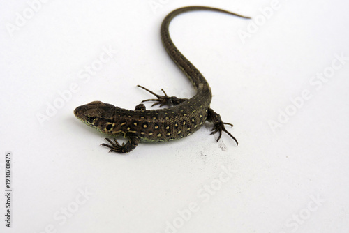Wallpaper Mural A male wild sand lizard isolated on white, isometric view Torontodigital.ca