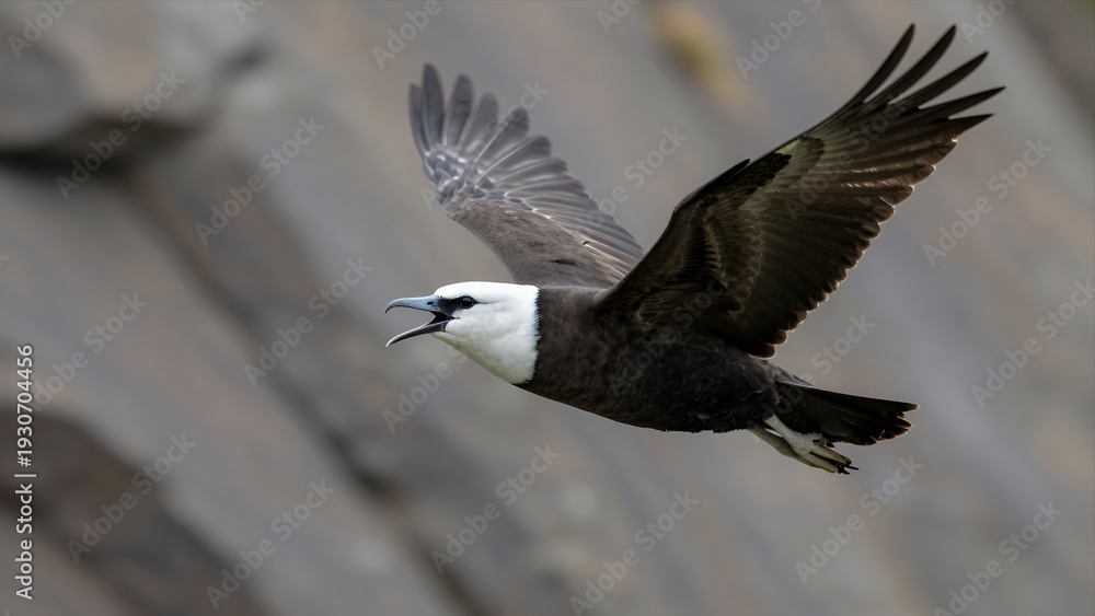 Obraz premium Majestic White-Headed Seabird Soaring with Outstretched Wings Against Rugged Cliff Backdrop, Nature Wildlife Photography in Motion