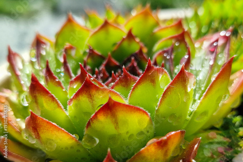 Leaves of Houseleek (Sempervivum tectorum) covered with raindrops