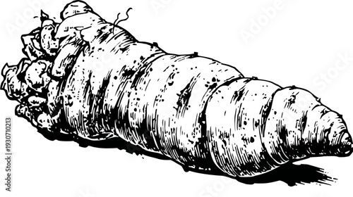 Detailed black and white illustration of a large, elongated root vegetable or tuber