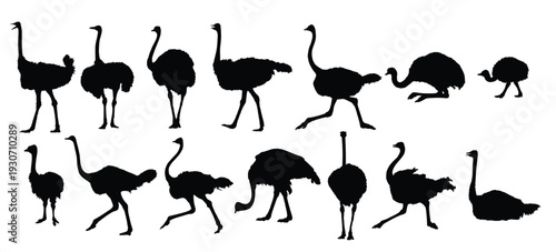  set of silhouettes of ostriches