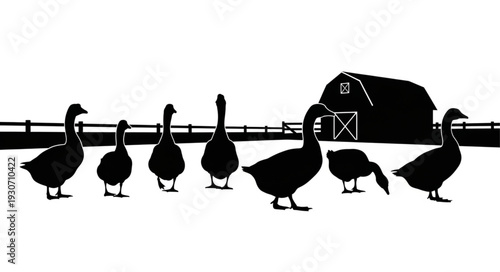 Group of Ducks Near Barn Silhouette.
