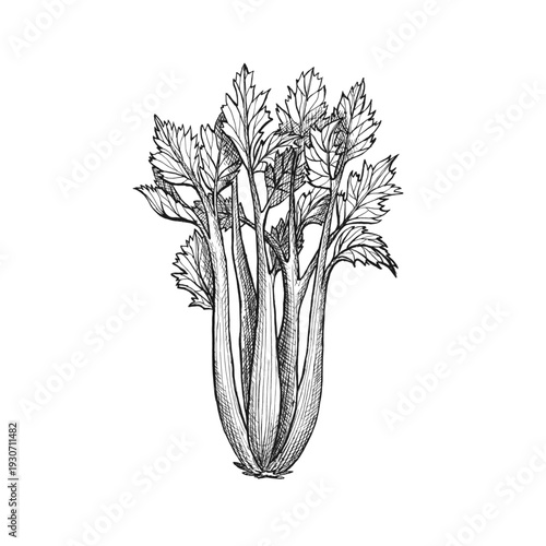 Fresh green celery sticks and leaves. Healthy organic celery stalks, crunchy vegetable for salad and green smoothie. Vector design. Raw vegan food element for farm market or grocery store, vegan menu