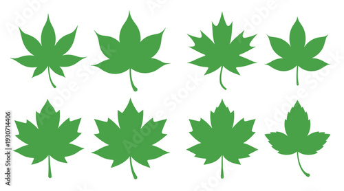  set of different shapes of maple leaves in green color