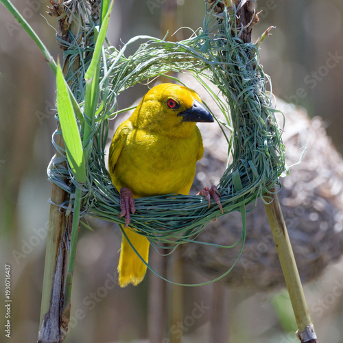 Male Weaver Building Nest