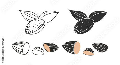 Almond illustration with contrasting styles and detailed cutaway views silhouette