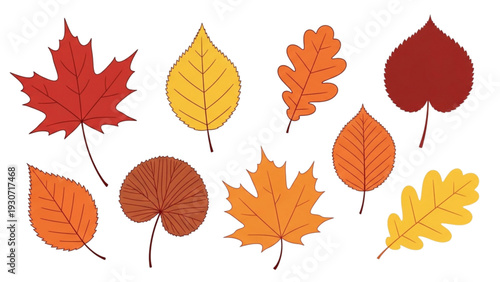 Vibrant autumn leaves arranged in a circular pattern on a plain background