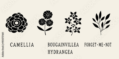 Floral botanical illustrations of camellia bougainvillea hydrangea and forget me not