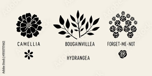 Floral botanical illustrations of camellia bougainvillea forget me not and hydrangea