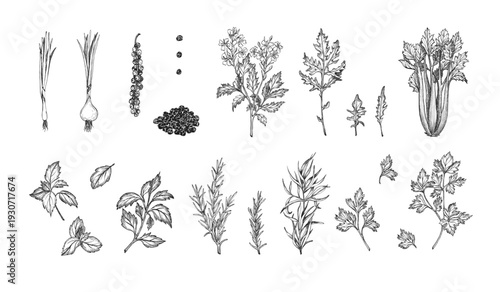 Culinary herbs spices vector set: fresh celery, tarragon sprigs, black peppercorns, onion, parsley and cilantro, rosemary twig, basil leaves. Graphic hand drawn sketch. Eco friendly food ingredients