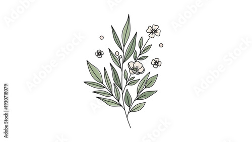 Delicate illustration of an olive branch with leaves and flowers from a frontal viewpoint.