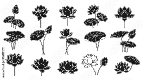 Collection of Lotus Flowers and Leaves Illustrated in Various Stages